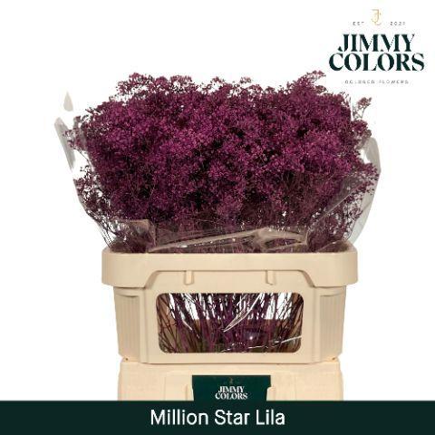 Gypsophila overig kleurbehandeld H%