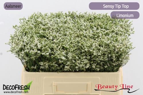 Limonium sinense Sensy Tip Top
