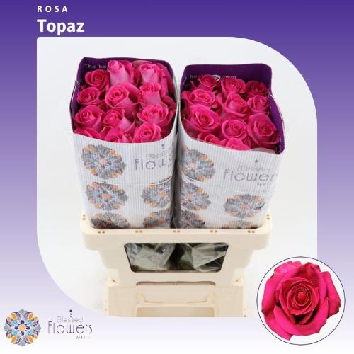 Rosa grootbloemig Topaz