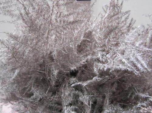 Asparagus overig kleurbehandeld H%