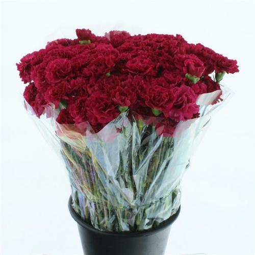 Dianthus standaard 'Porto'
