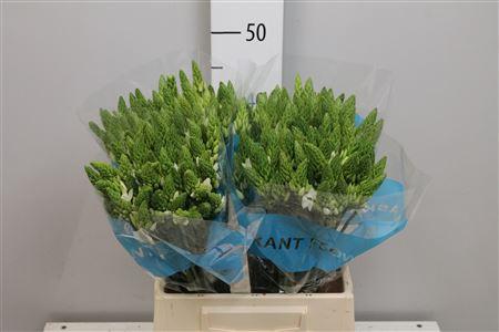 Ornithogalum thyrsoides 'Mount Fuji'