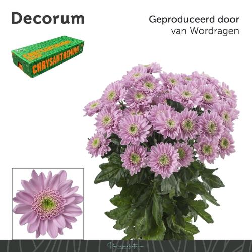 Chrysanthemum Indicum Grp tros kas Optimist