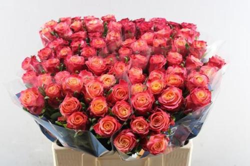 Rosa grootbloemig Mai Tai