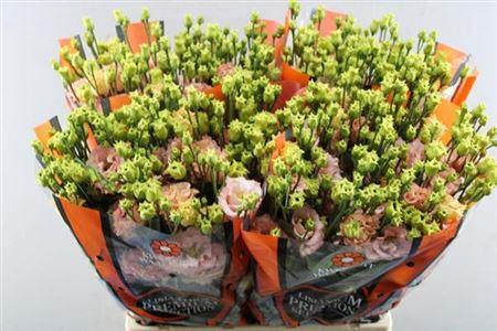 Eustoma russellianum gevuldbloemig russellianum 'Sabrina Orange'