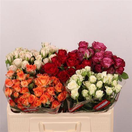 Rosa tros gemengd in fust