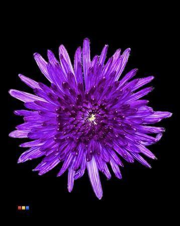 Chrysanthemum (Indicum Grp) geplozen Topspin kleurbehandeld H%