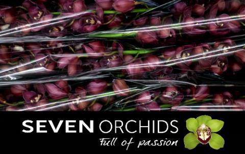 Cymbidium grootbloemig per tak 'Red Dream'