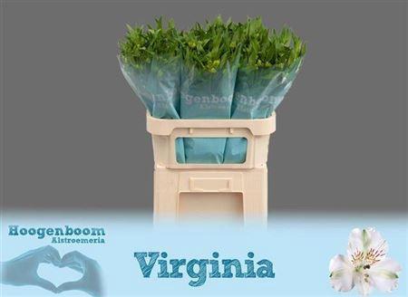 Alstroemeria 'Virginia'