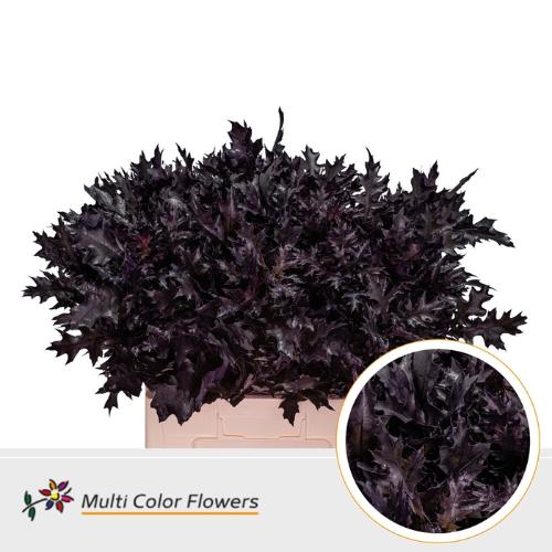 Quercus palustris kleurbehandeld H%