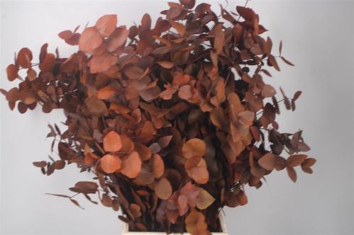 Eucalyptus cinerea kleurbehandeld per bos H%