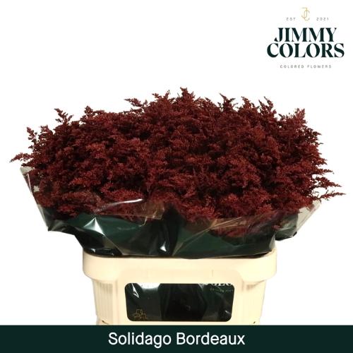 Solidago kleurbehandeld H%