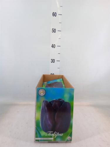 Tulipa (bol)