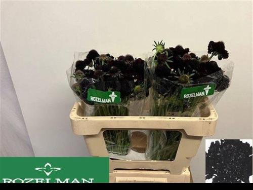 Scabiosa atropurpurea Blackberry Scoop