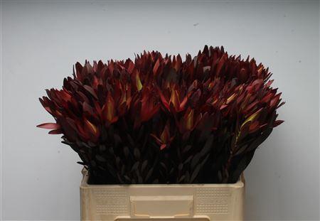Leucadendron 'Safari Sunset'