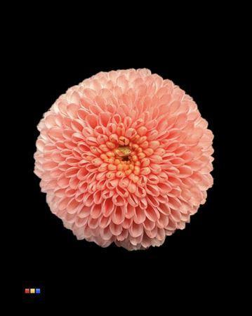 Chrysanthemum Indicum Grp tros santini kleurbehandeld H%