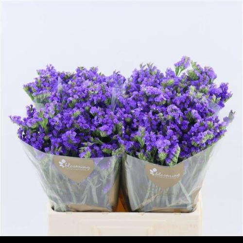 Limonium sinuatum Levis Wings