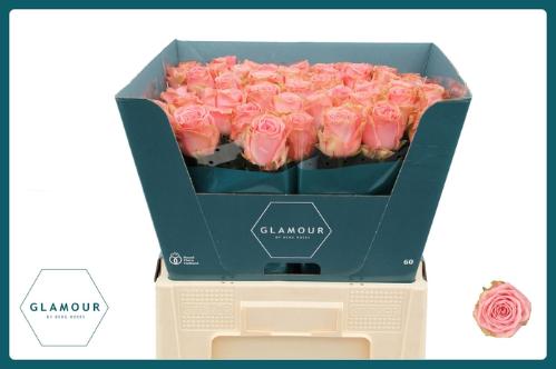 Rosa grootbloemig Sophia Loren