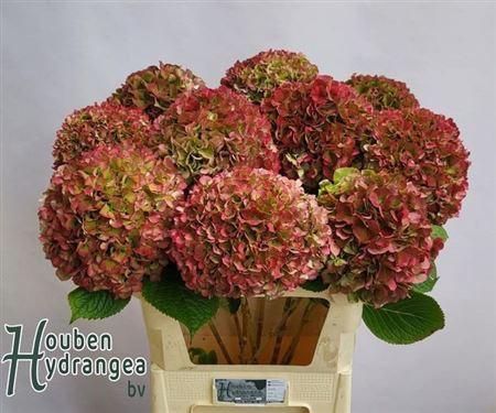 Hydrangea macrophylla Glowing Alps (classic)