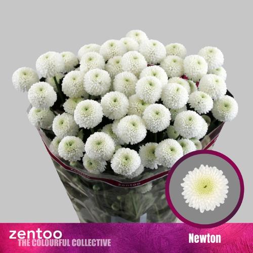 Chrysanthemum (Indicum Grp) tros santini Newton