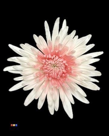 Chrysanthemum geplozen kas kleurbehandeld H%