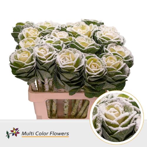 Brassica oleracea kleurbehandeld H%
