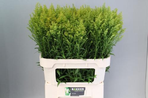 Solidago Tara