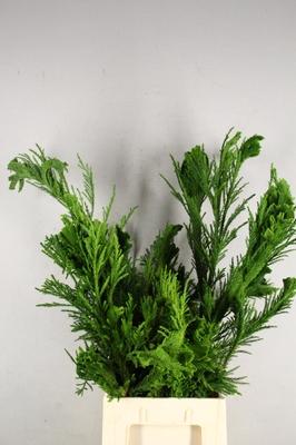 Cryptomeria japonica 'Cristata'