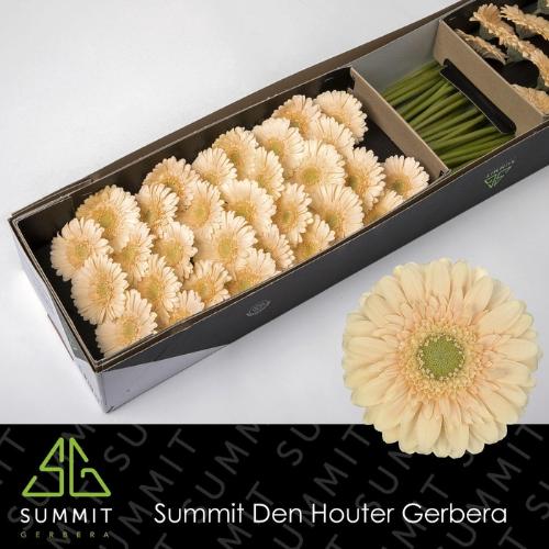 Gerbera mini 'Moët'