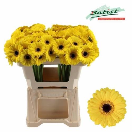 Gerbera mini Sunshine