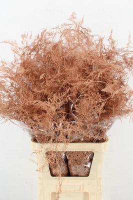 Asparagus overig kleurbehandeld H%