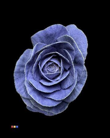 Brassica oleracea kleurbehandeld H%