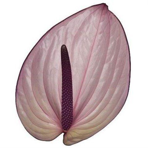 Anthurium Andreanum Grp Bellanca