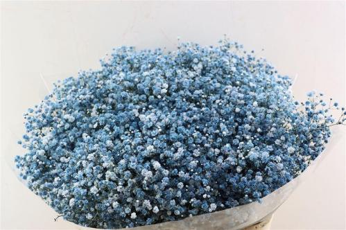 Gypsophila overig kleurbehandeld H%
