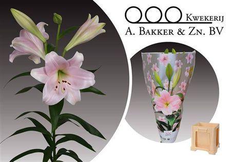 Lilium (LO-hybrids Grp) 'Cali'