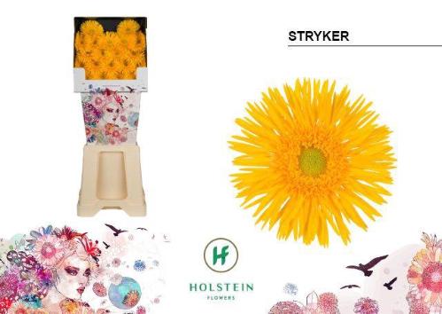 Gerbera mini 'Stryker'