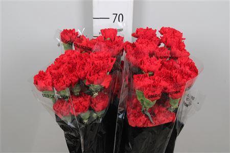 Dianthus standaard Don Pedro