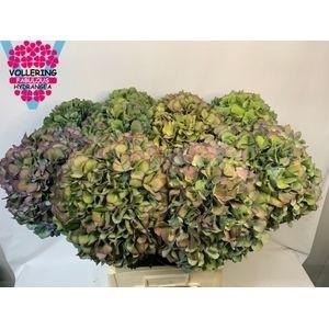 Hydrangea macrophylla 'Pimpernel' (classic)