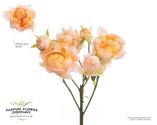 Rosa tros overig
