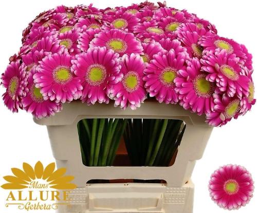 Gerbera mini 'Lauda'