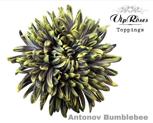 Chrysanthemum (Indicum Grp) geplozen Antonov kleurbehandeld H%