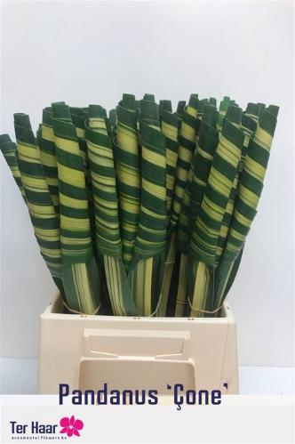 Pandanus (blad)
