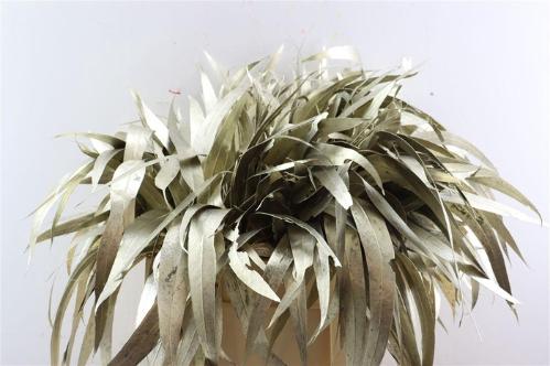 Eucalyptus cinerea kleurbehandeld per bos H%