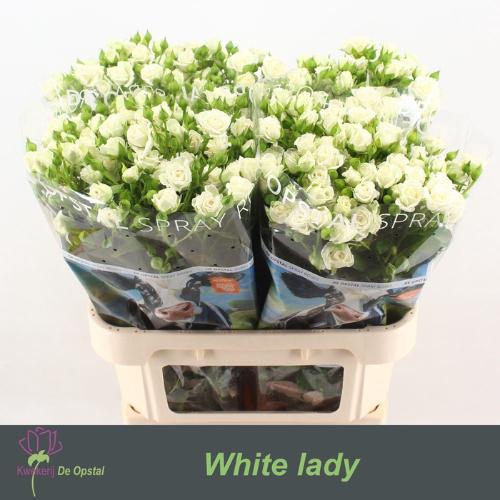 Rosa tros White Lady