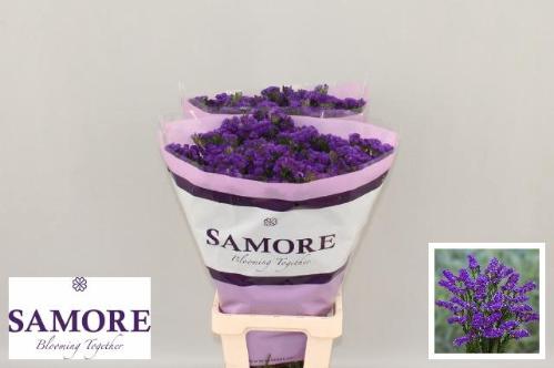 Limonium sinuatum Navy Sun Birds