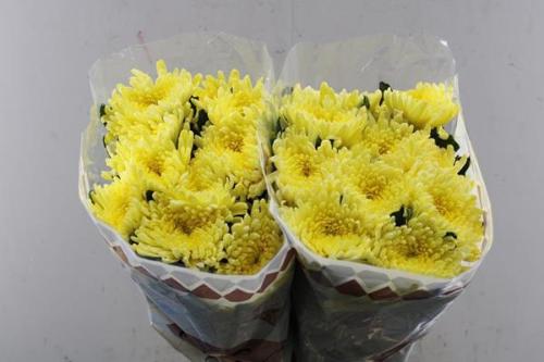 Chrysanthemum (Indicum Grp) geplozen Topspin Yellow
