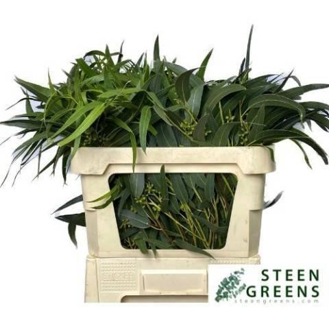 Eucalyptus exotica per bos