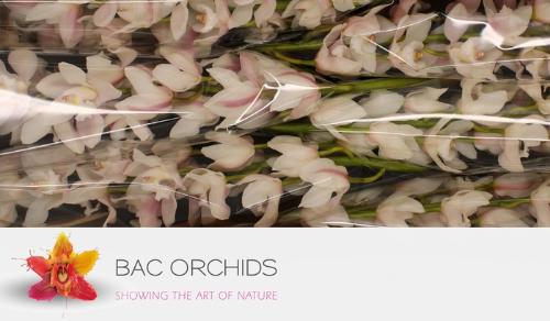 Cymbidium grootbloemig 'Pompei'