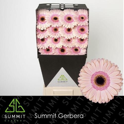 Gerbera grootbloemig 'Alliance'