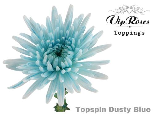 Chrysanthemum geplozen kas kleurbehandeld H%